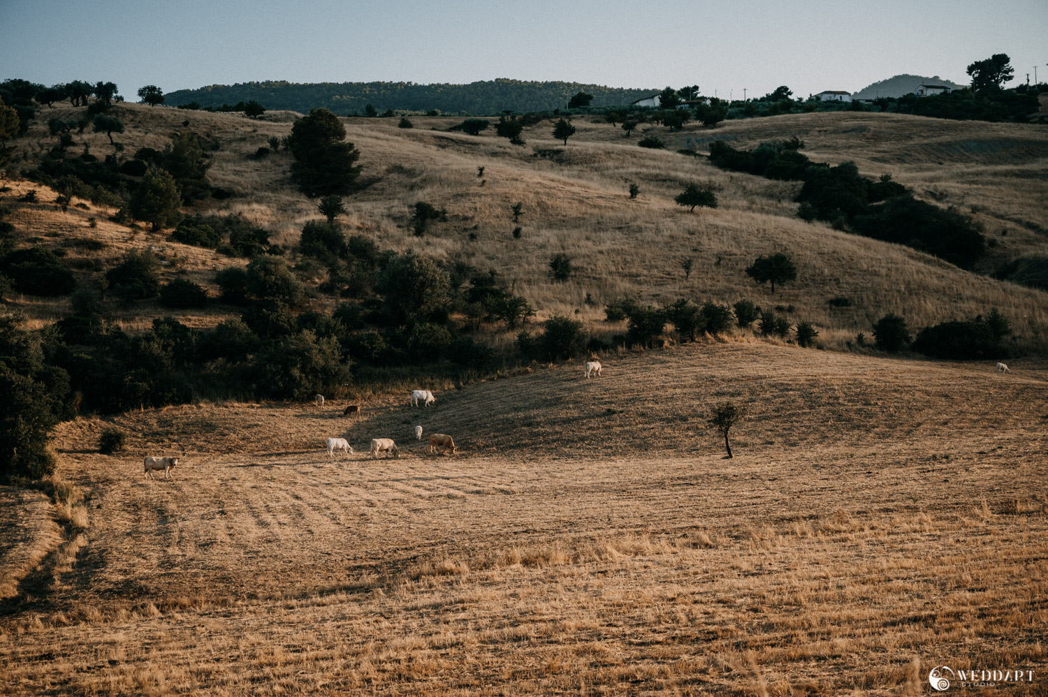 Fotografo Matrimonio a Latina - Destination Wedding Photographers and Videographers - Wedding Reportage - Weddart Studio - Giuseppe De Angelis - Simone Olivieri