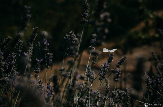 Fotografo Matrimonio a Latina - Destination Wedding Photographers and Videographers - Wedding Reportage - Weddart Studio - Giuseppe De Angelis - Simone Olivieri